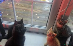 British Shorthair cats for sale: Glorious Pure BSH Kittens Ready Now! - Advert 6