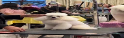 Toy Poodle dogs for sale: Gorgeous boy - Advert 3