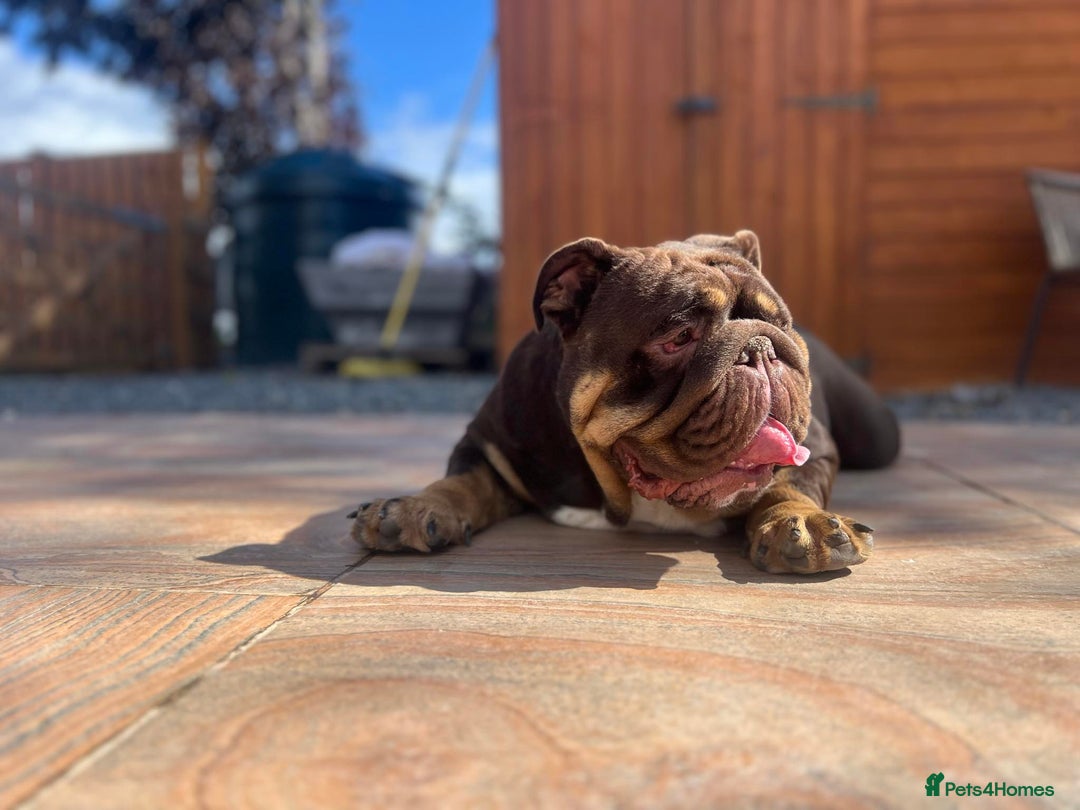 English Bulldog dogs for stud: Carlton - English Bulldog stud KC registered  - Advert 8