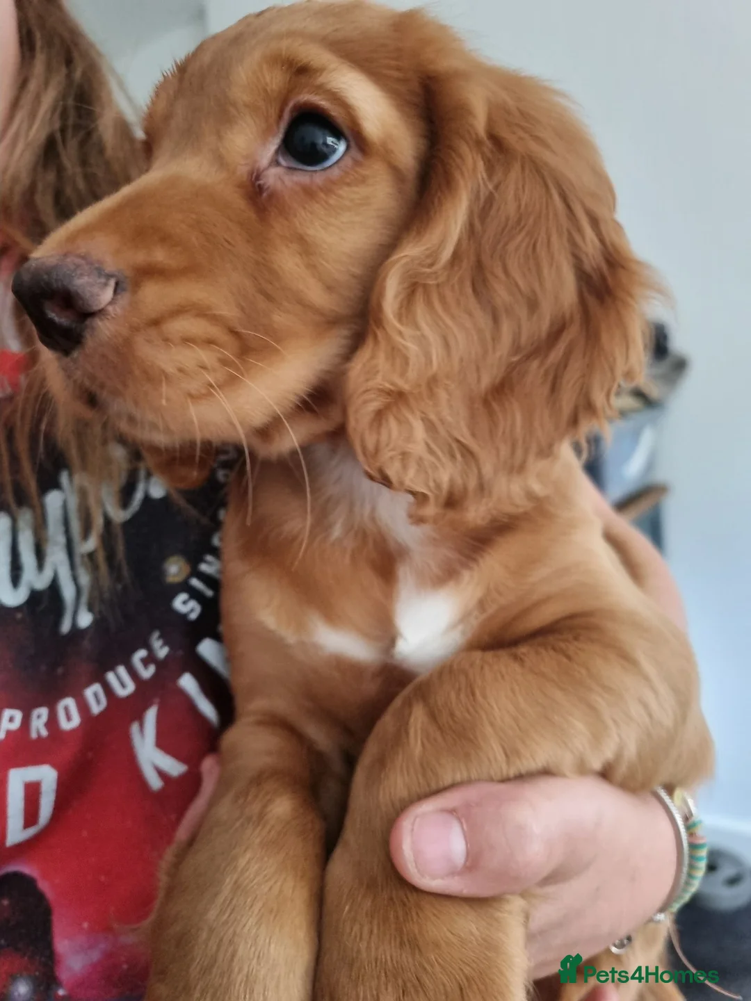Cocker Spaniel dogs for sale: Cocker spaniel pups - Advert 2