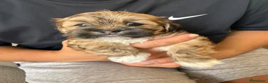Lhasa Apso 2