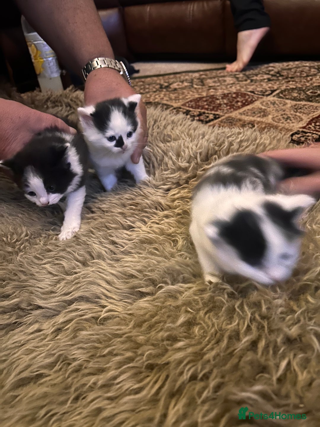 Mixed Breed cats for sale: Beautiful fluffy kittens  - Image 3