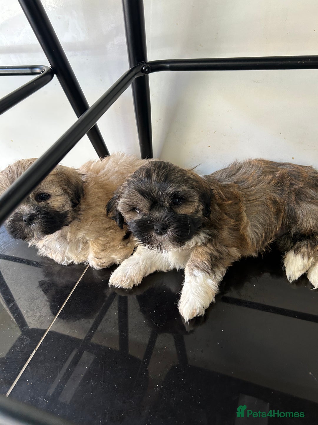 Lhasa Apso dogs for sale: Lhasa Apso Puppy ready to leave  - Image 5