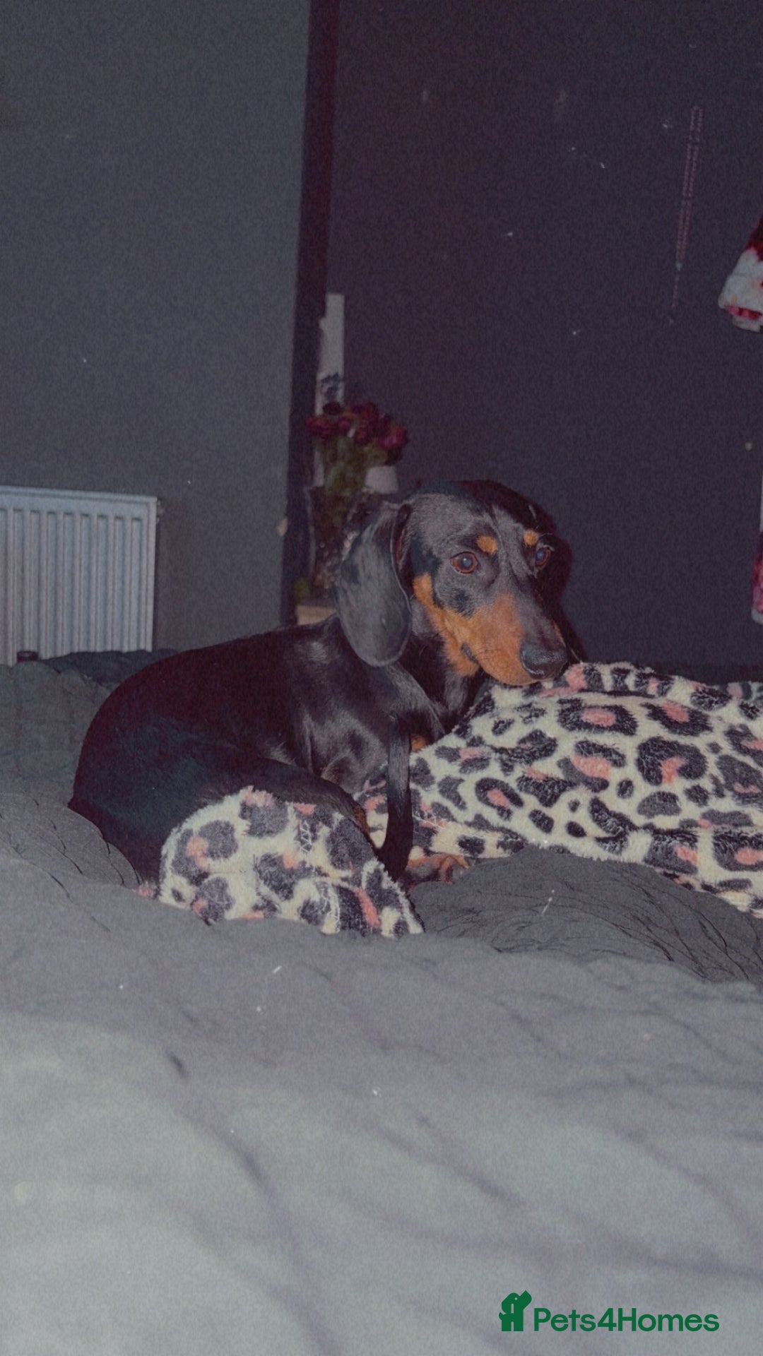 Miniature Dachshund dogs for sale: One male miniature dachshund for sale asap - Image 3