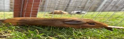 Guinea Pig rodents for sale: Gorgeous baby boys! - Advert 6