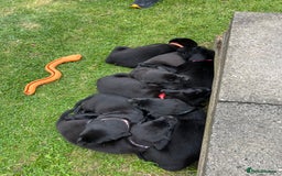 Labrador Retriever dogs for sale: KC Registered Black Labrador Puppies - Image 26