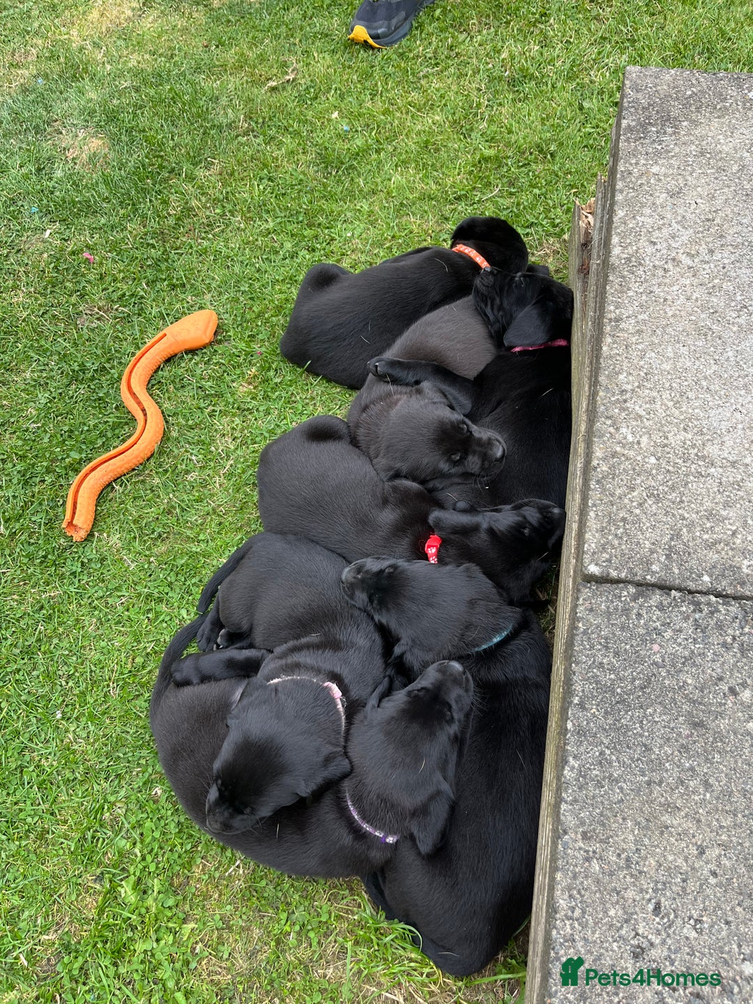 Labrador Retriever dogs for sale: KC Registered Black Labrador Puppies - Image 26