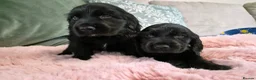 Cocker Spaniel dogs for sale: Show cocker spaniels - Advert 10
