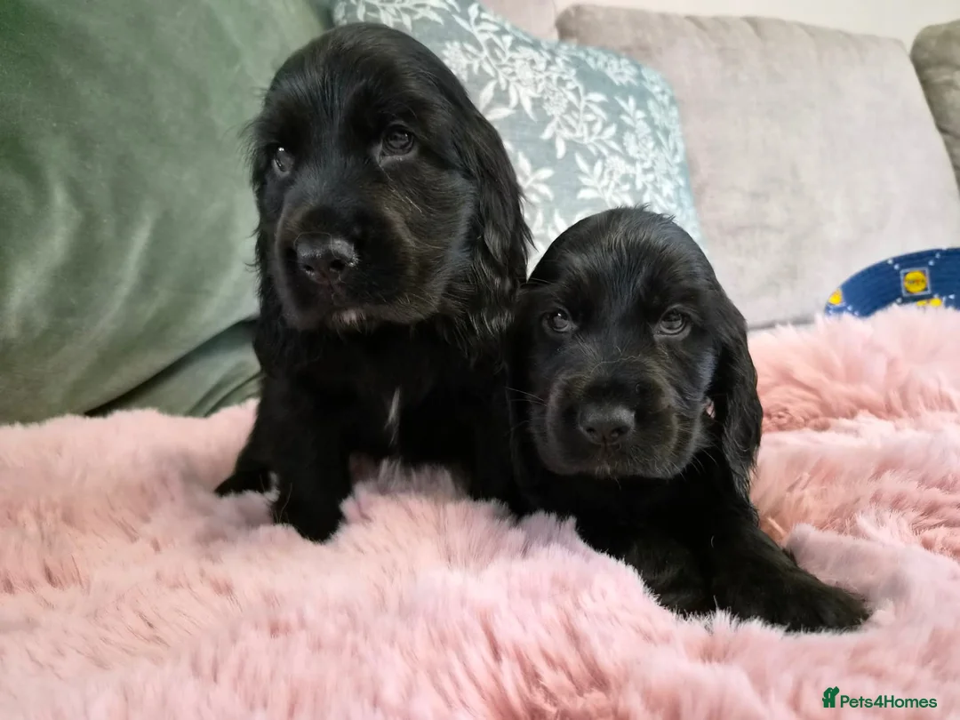 Cocker Spaniel dogs for sale: Show cocker spaniels - Advert 10