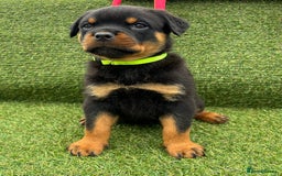 Rottweiler dogs for sale: 🏆Ready to go! By N.1 Stud in the UK METAL!!🏆 - Image 31