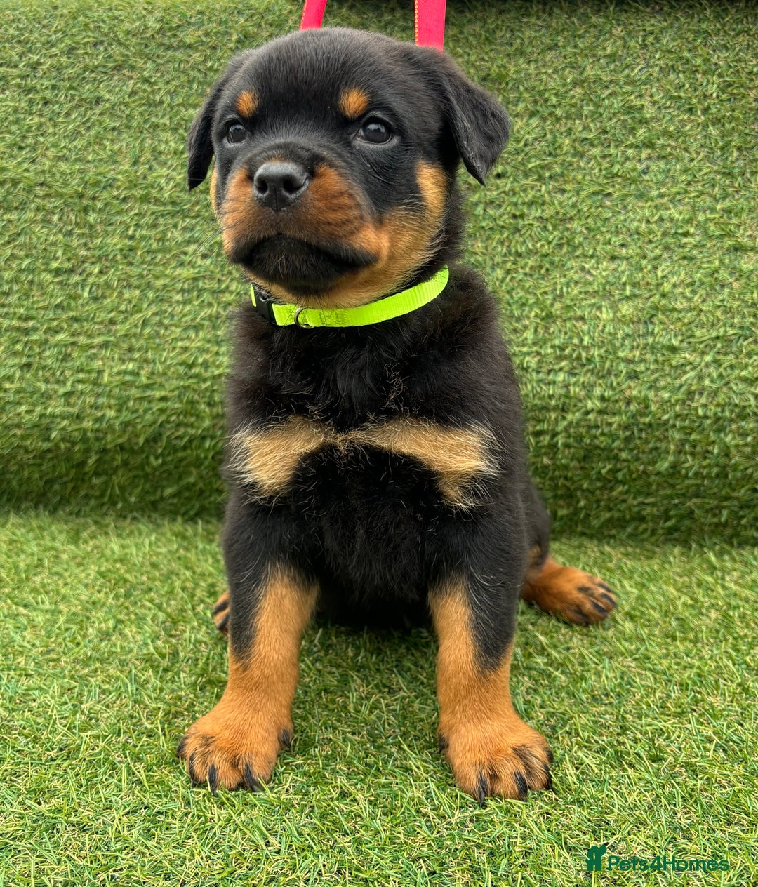 Rottweiler dogs for sale: 🏆Ready to go! By N.1 Stud in the UK METAL!!🏆 - Image 31