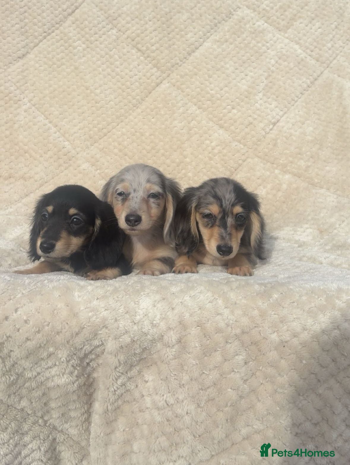 Miniature Dachshund dogs Mini long hair dachshund  - Advert 15