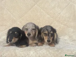 Miniature Dachshund dogs Mini long hair dachshund - Advert 15