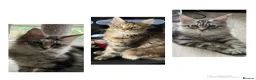 Maine Coon cats for sale: Maine Coon kittens - Advert 9