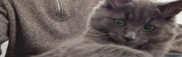 British Longhair cats for sale: Zzuzu - Advert 3