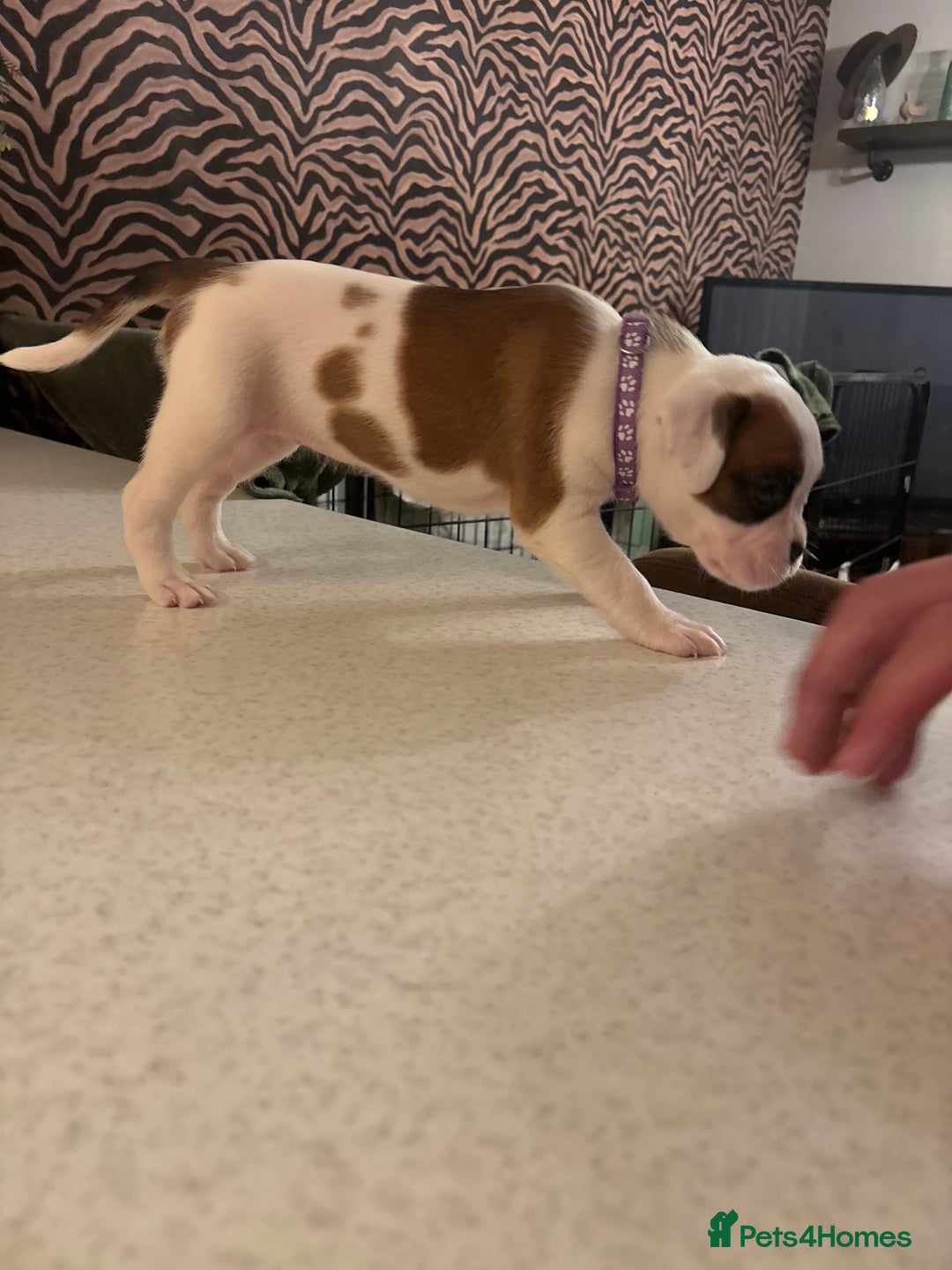 Boxer dogs for sale: Boxer puppies 5 bitches 1 boy  - Advert 28