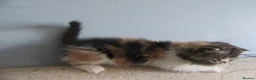 Exotic cats for sale: Lovely exotic kittens - Advert 3