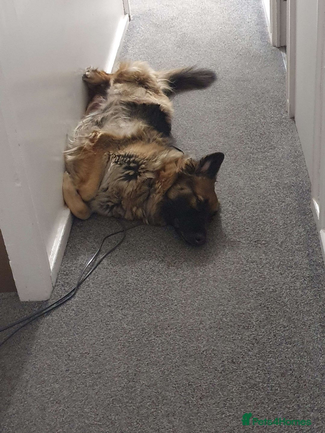 German Shepherd dogs for sale: Astra - Advert 4