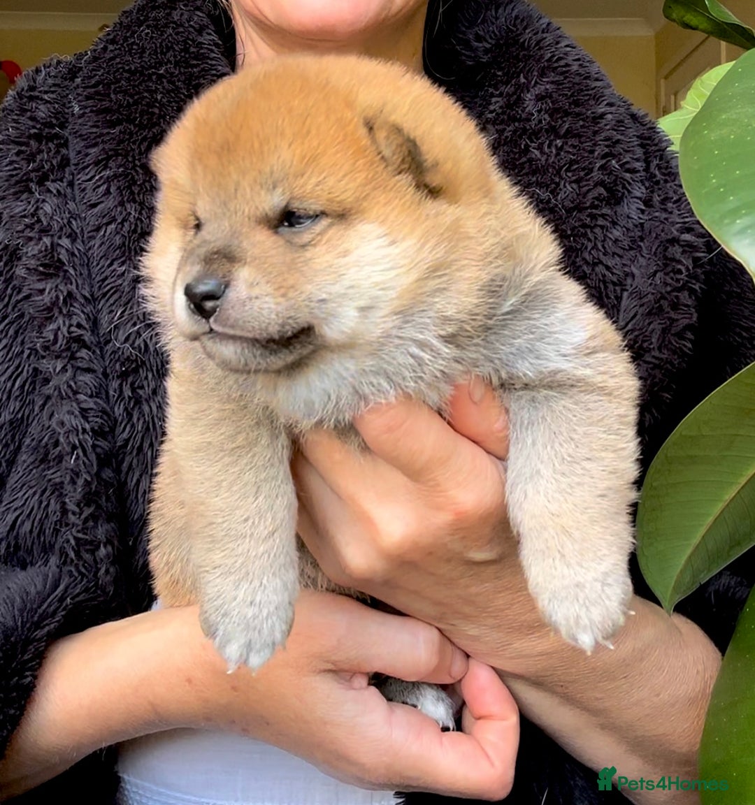 Japanese Shiba Inu dogs for sale: KC reg Japanese Shiba Inu puppies  - Image 26