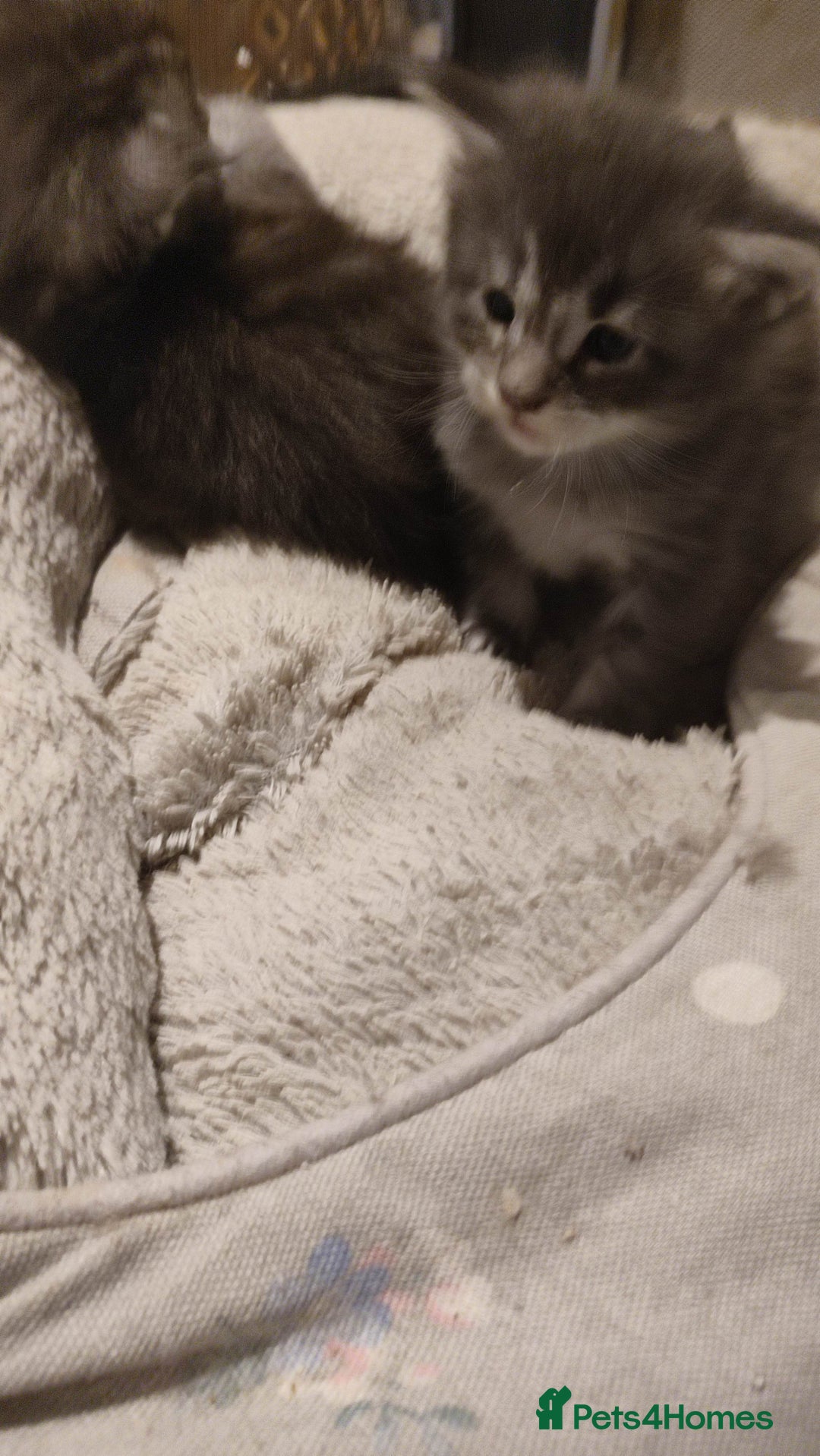 Maine Coon cats for sale: Tica Reg and fully health tested - Advert 10