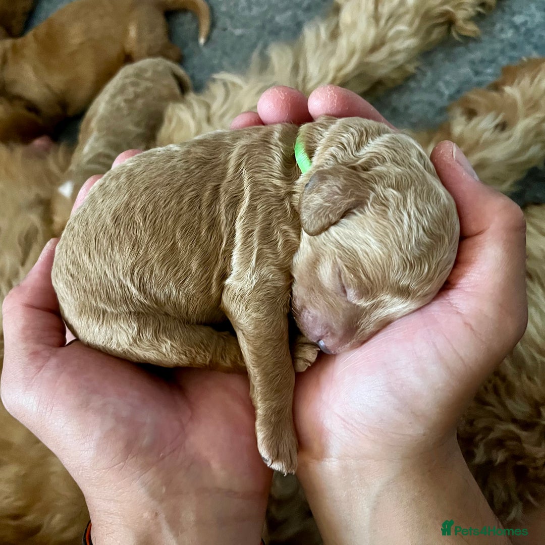 Double Doodle dogs for sale: Beautiful Double Doodle Puppies - Image 15