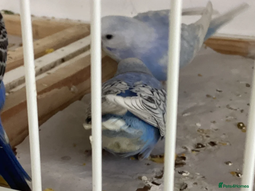 Budgerigars birds for sale: New baby budgies ready next week  - Advert 2