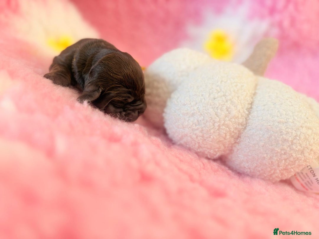 Cocker Spaniel dogs for sale: Stunning litter of show cocker spaniels  - Image 17
