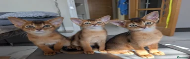 Abyssinian 2