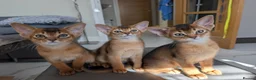 Abyssinian cats for sale: 🩵🩵Boy🩵🩵 show class kitten 🐾 - Advert 7