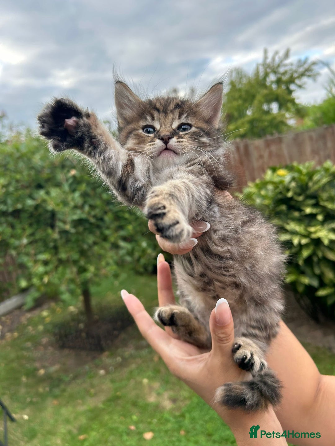 Mixed Breed cats for sale: Beautiful kittens for sale  - Image 9