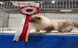 Ragdoll cats for sale: Champion blood dilute blue tabby ragdoll kitten - Image 19