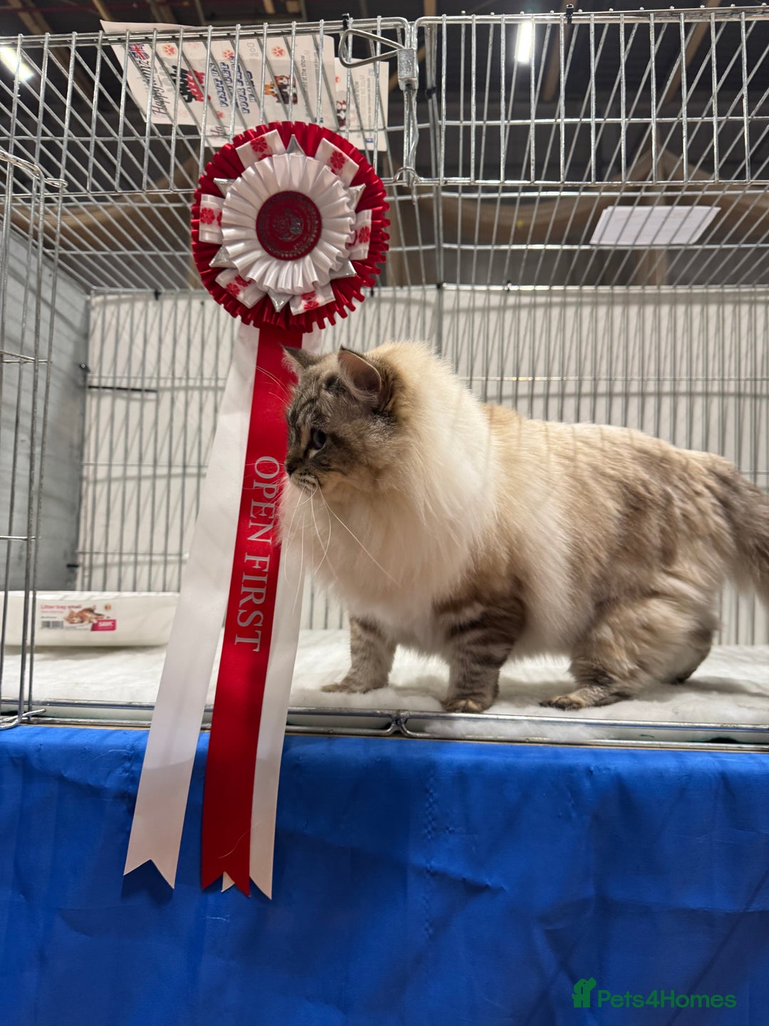 Ragdoll cats for sale: Champion blood dilute blue tabby ragdoll kitten - Image 19