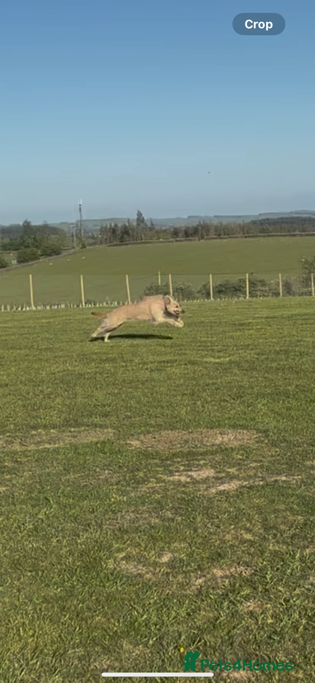 Lurcher dogs for sale: Red Merle Lurcher pup  - Advert 8