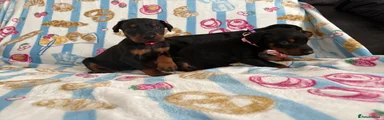 Dobermann Puppy 3