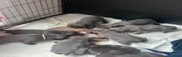 Staffordshire Bull Terrier dogs for sale: KC reg Blue Staff Puppies  - Advert 13