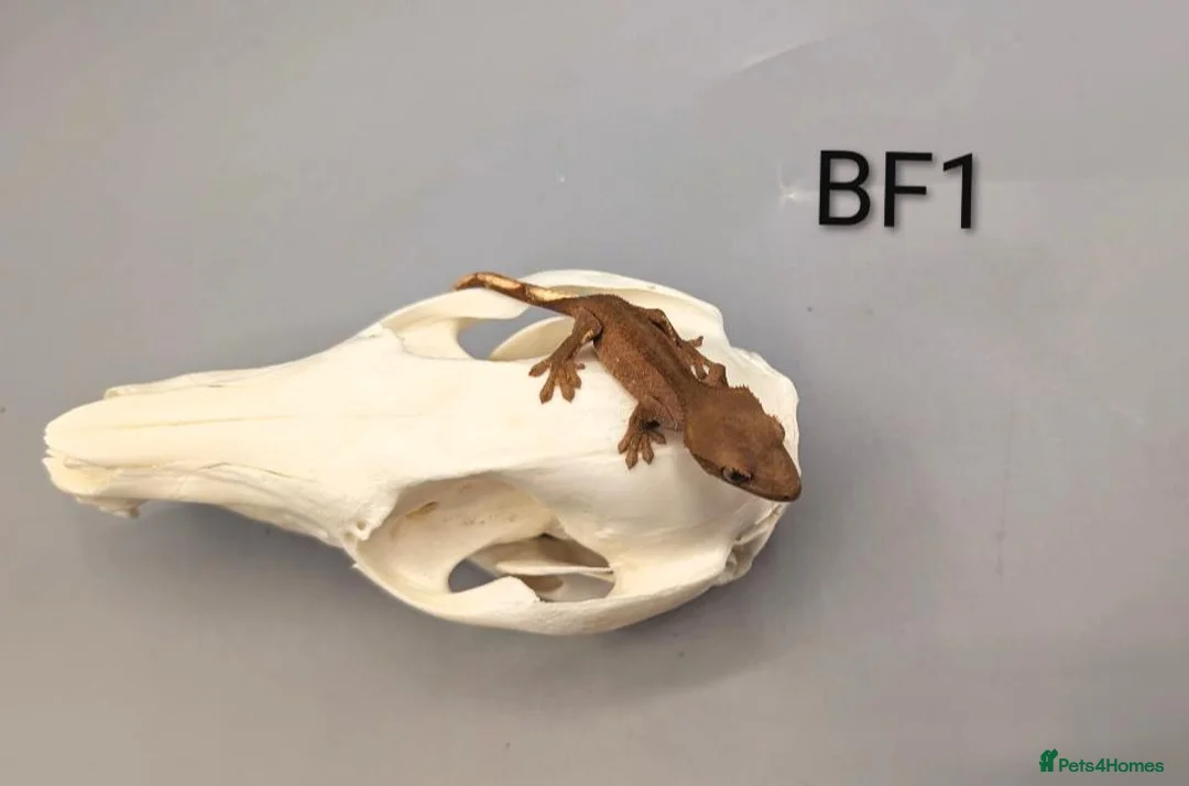 Gecko reptiles for sale: Red Phantom Crested Gecko CB26 - Advert 5
