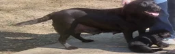 Labrador Retriever dogs for sale: Older Labrador lady, loving home required - Advert 2