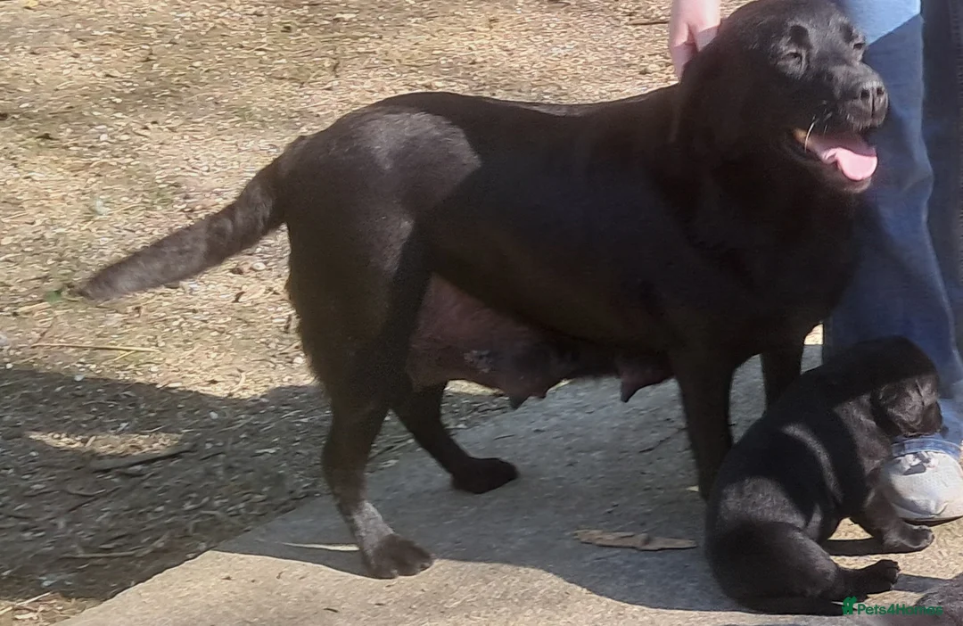 Labrador Retriever dogs for sale: Older Labrador lady, loving home required - Advert 2