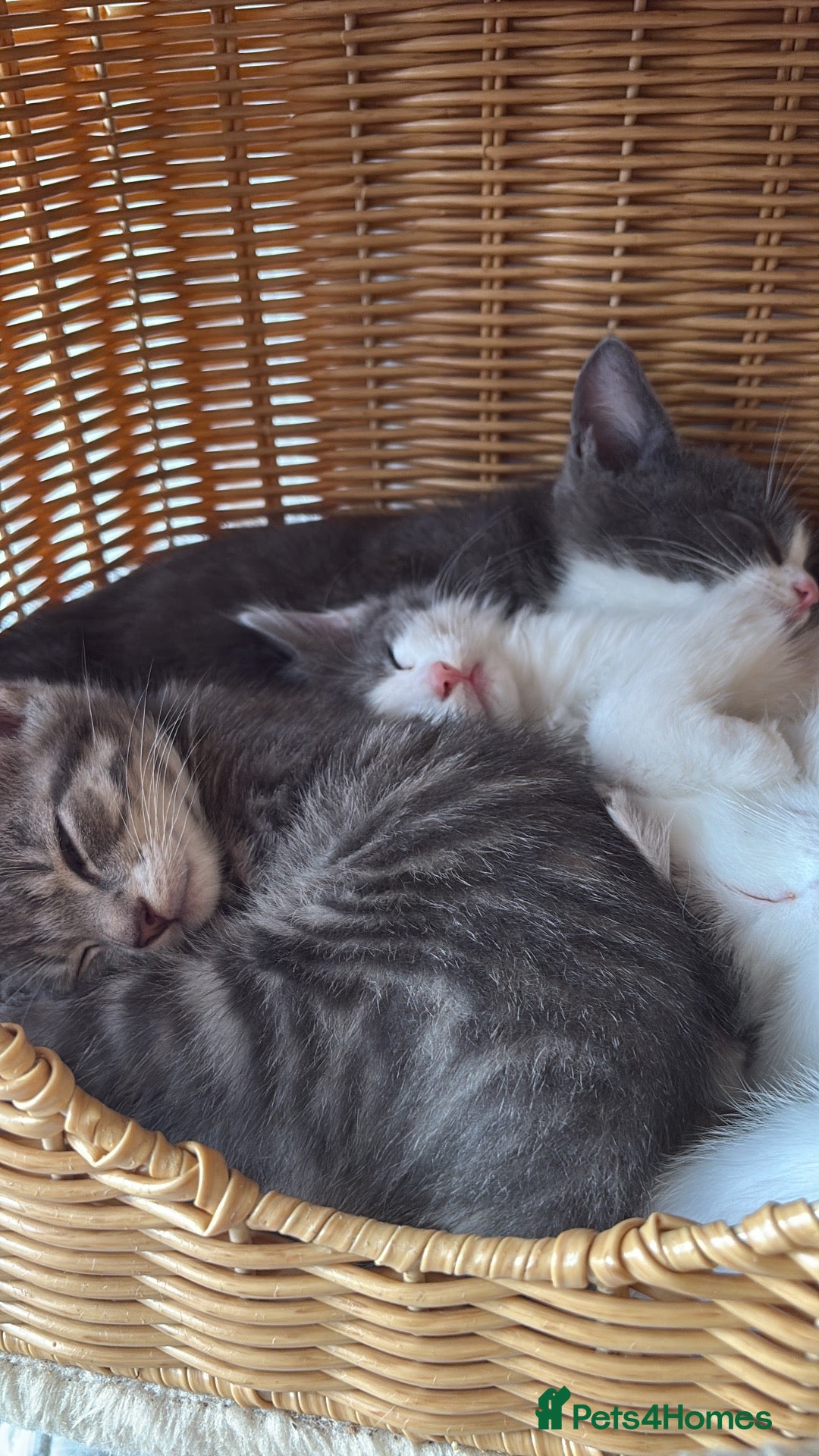 Mixed Breed cats Beautiful White and grey tabby kittens for sale  - Advert 1