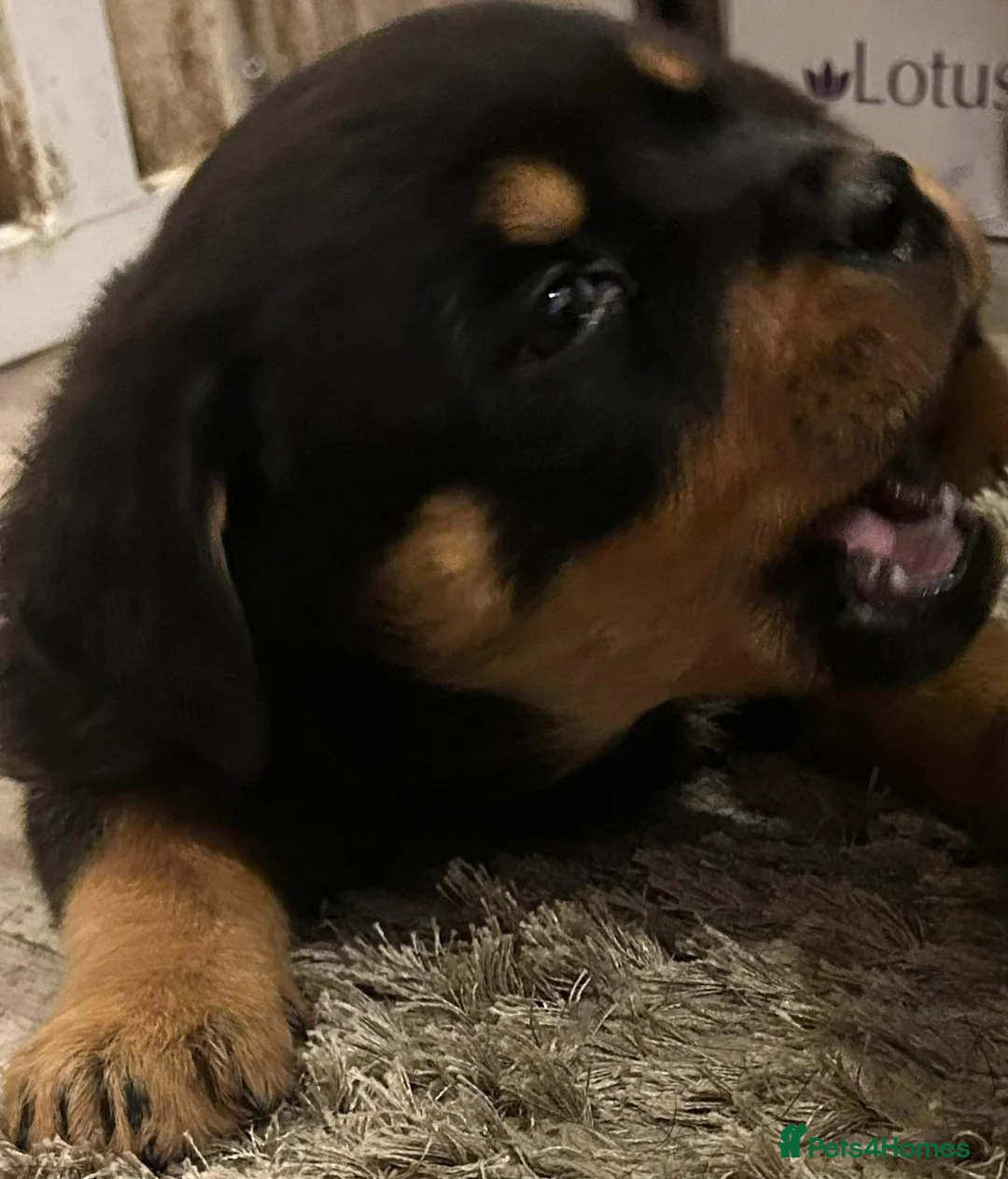 Rottweiler dogs for sale: 1 kc Rottweiler Boys for sale  - Advert 1