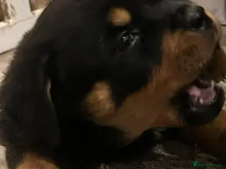 Rottweiler dogs KC REGISTERED ROTWEILLER PUPPYS - Advert 15