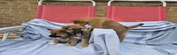 Japanese Shiba Inu dogs for sale: Last Lovely Shiba Inu Puppy, Ready for home now! - Advert 11