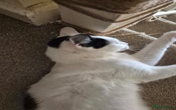 Mixed Breed cats for sale: Free to re home - Image 6