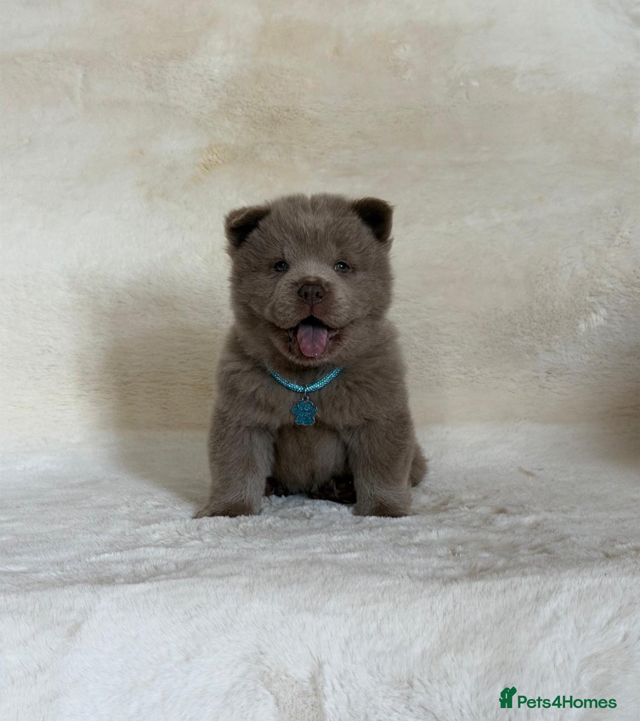 Chow Chow dogs Exotic colour pure chow chow puppies for sale  - Advert 2