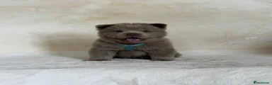 Rare solid lilac male Chow Chow 