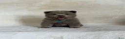 Chow Chow dogs for sale: Exotic colour pure chow chow puppies for sale  - Advert 2