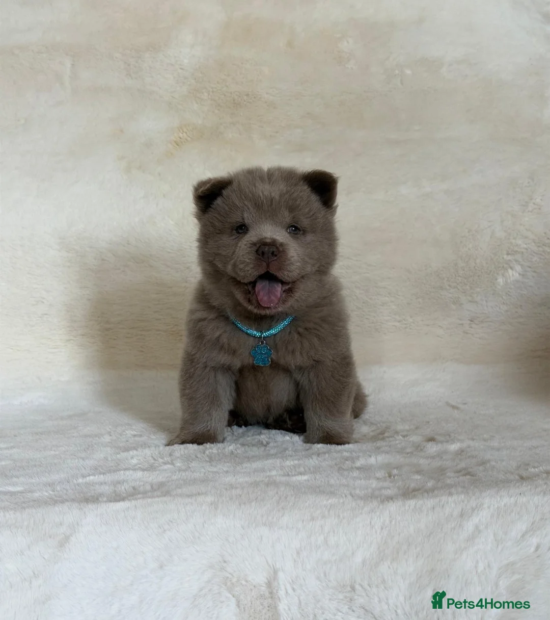 Chow Chow dogs for sale: Exotic colour pure chow chow puppies for sale  - Advert 2