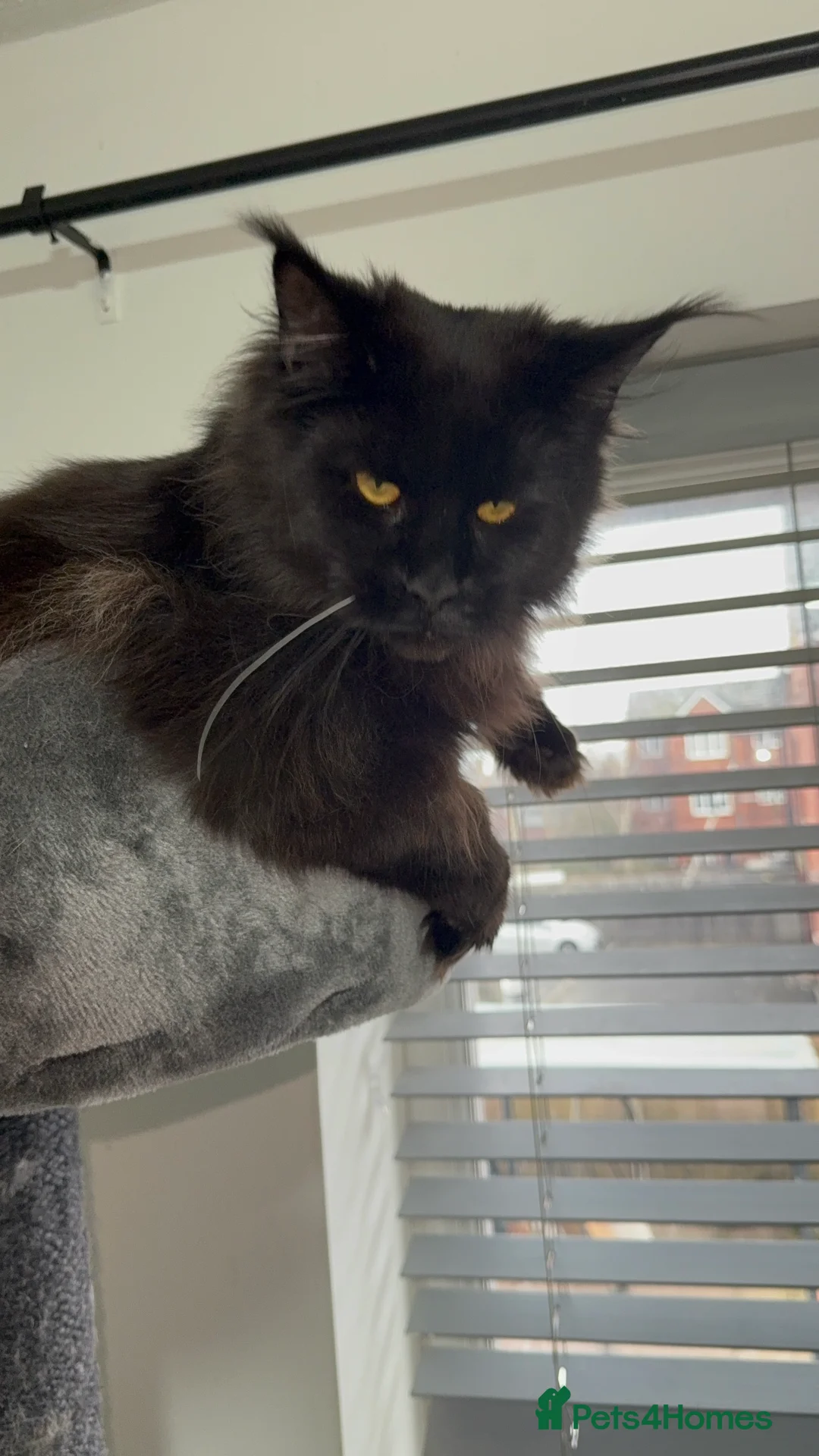 Maine Coon cats for sale: Tica registered black smoke female! - Advert 9