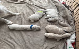 Poochon dogs for sale: Beautiful Poochon Puppies – Ready for Viewing - Image 1