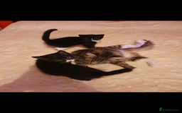 Mixed Breed cats for sale: Kittens  - Image 2
